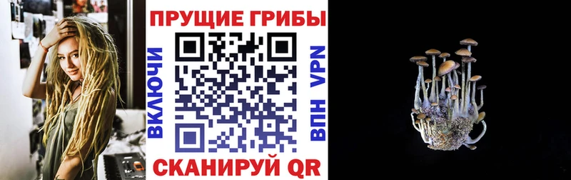 Галлюциногенные грибы Psilocybine cubensis  blacksprut маркетплейс  Невель 